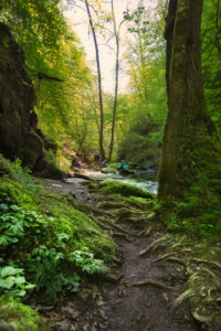 Eine Gruppe Wanderer sitzt in der Ehrbachklamm und macht ein Picknick, im Vordergrund ein Baum mit imposantem Wurzelwerk Eine Gruppe Wanderer sitzt in der Ehrbachklamm und macht ein Picknick, im Vordergrund ein Baum mit imposantem Wurzelwerk